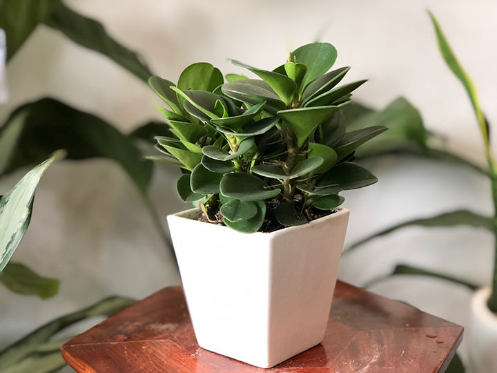 Cây trường sinh là gợi ý nếu bạn đang cần chọn cây cảnh để bàn hợp với người mệnh Mộc Cây trường sinh