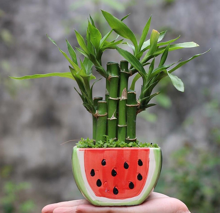 Cây phát lộc để bàn làm cảnh Cây phát lộc để bàn làm cảnh