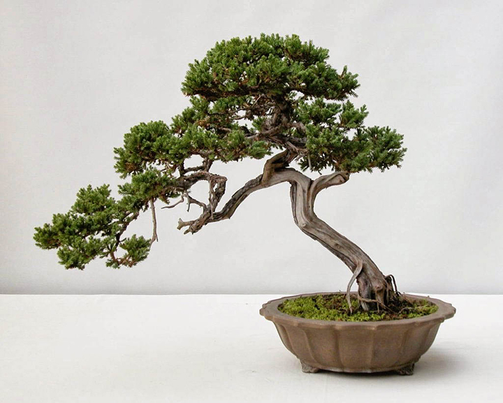 Cây tùng bồng lai để bàn đại diện cho tài lộc Cây tùng bồng lai