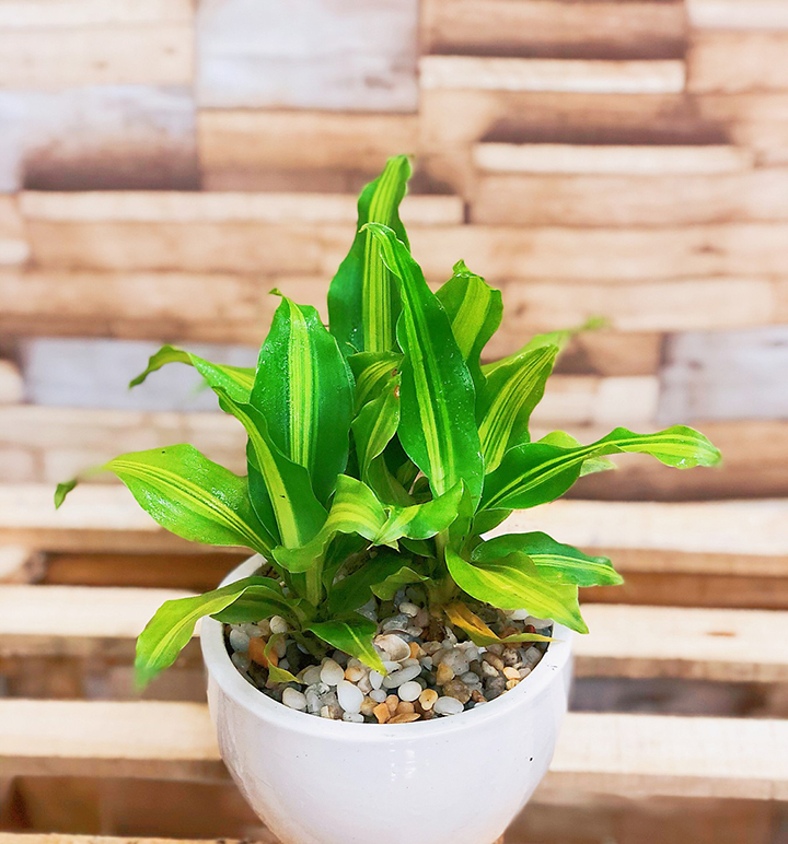 Cây thiết mộc lan kiểng mini để bàn đẹp mắt Cây thiết mộc lan kiểng mini để bàn đẹp mắt