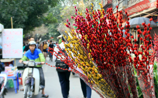 nụ tầm xuân