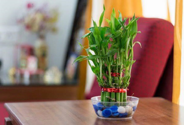cây phát lộc