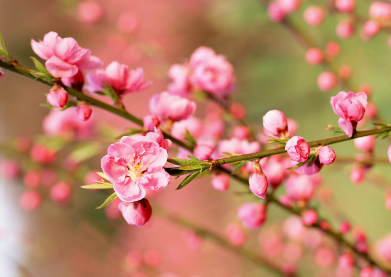 hình ảnh cận cảnh hoa đào ngày Tết
