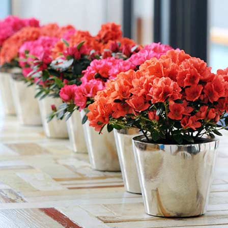 cận cảnh những chậu hoa đỗ quyên chưng Tết