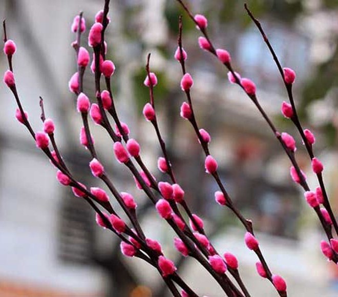 hình ảnh cận cảnh nụ tầm xuân màu hồng