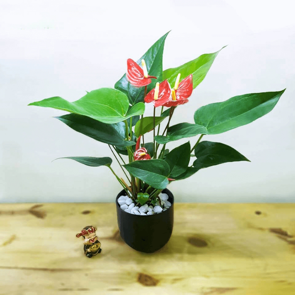 C&acirc;y Hồng M&ocirc;n ph&ugrave; hợp để b&agrave;i tr&iacute; tr&ecirc;n b&agrave;n l&agrave;m việc của người mệnh Hỏa.