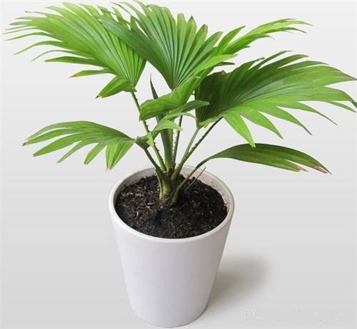 chậu cây cọ cảnh xanh tốt