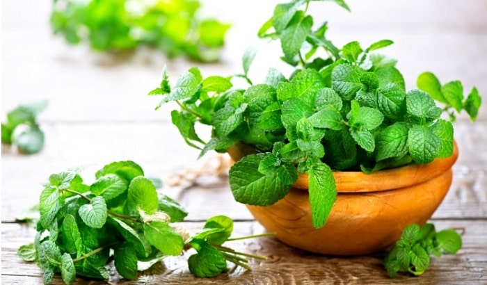 Bạn có thể đặt một vài chậu cây bạc hà trong nhà tắm để xua tan uế khí.