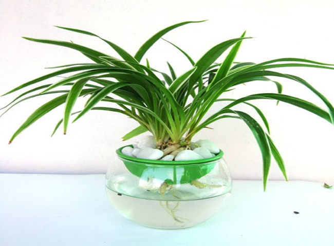 cận cảnh chậu cây lá dứa thủy sinh