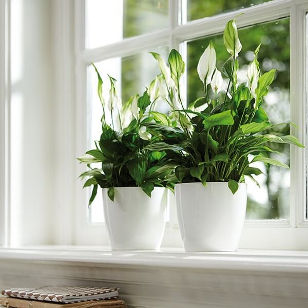 Hai chậu cây lan ý đặt trên bậu cửa sổ kính