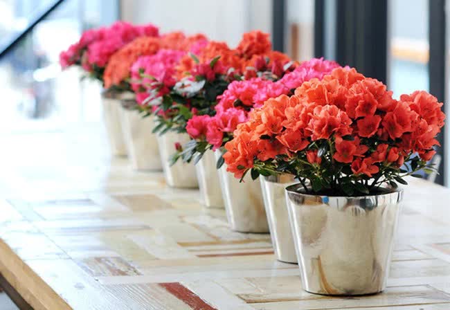 cận cảnh dãy chậu hoa đỗ quyên nhiều màu sắc