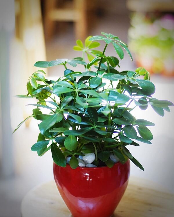 cây ngũ gia bì trồng trong chậu màu đỏ