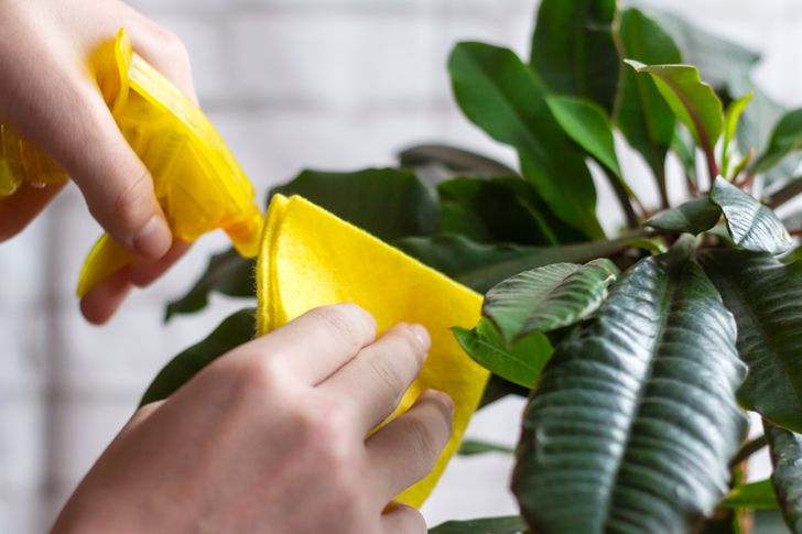 h&igrave;nh ảnh cận cảnh vệ sinh l&aacute; c&acirc;y tr&ocirc;ng trong nh&agrave;
