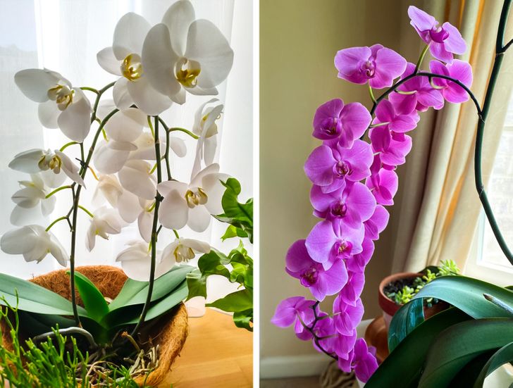 cận cảnh hoa phong lan m&agrave;u t&iacute;m v&agrave; trắng