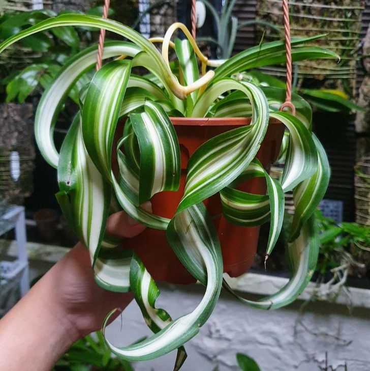 cận cảnh chậu c&acirc;y d&acirc;y nhện