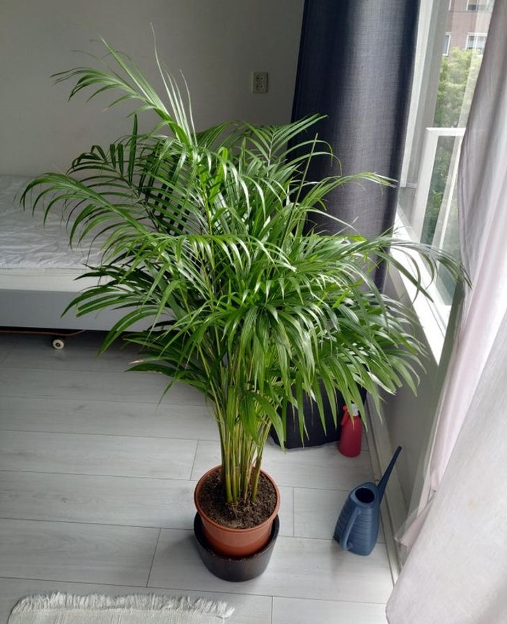 cận cảnh chậu cọ cảnh