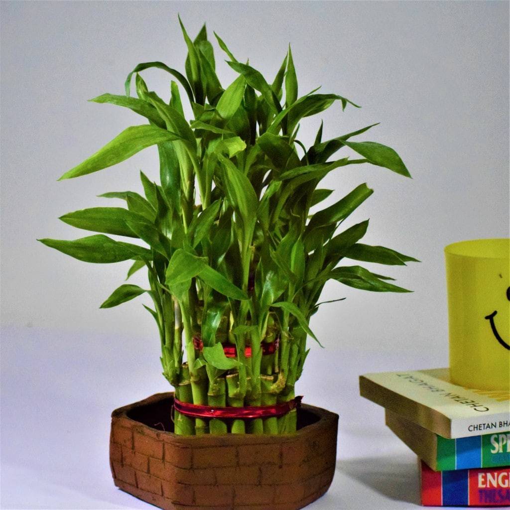 Chậu trúc may mắn với dải dây buộc màu đỏ