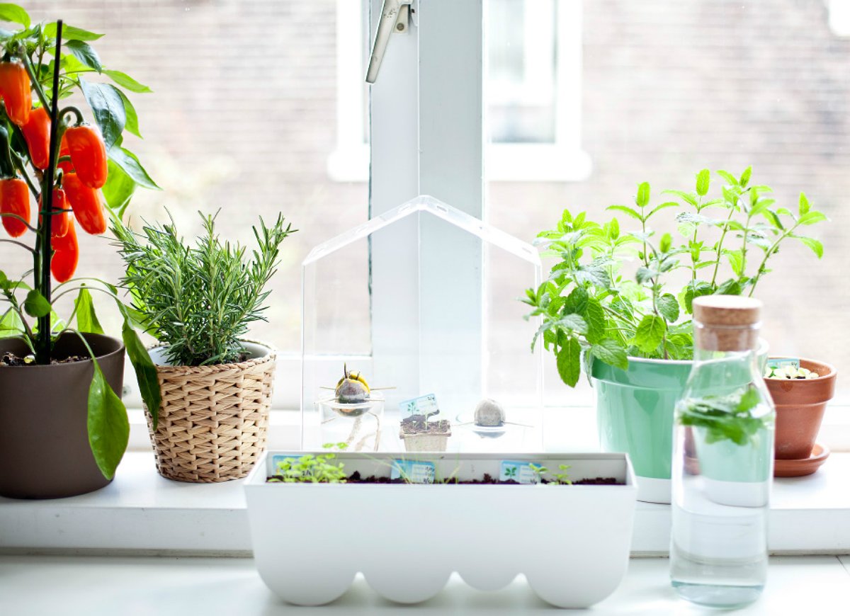 B&agrave;y tr&iacute; c&aacute;c loại c&acirc;y cảnh tr&ecirc;n bệ cửa sổ