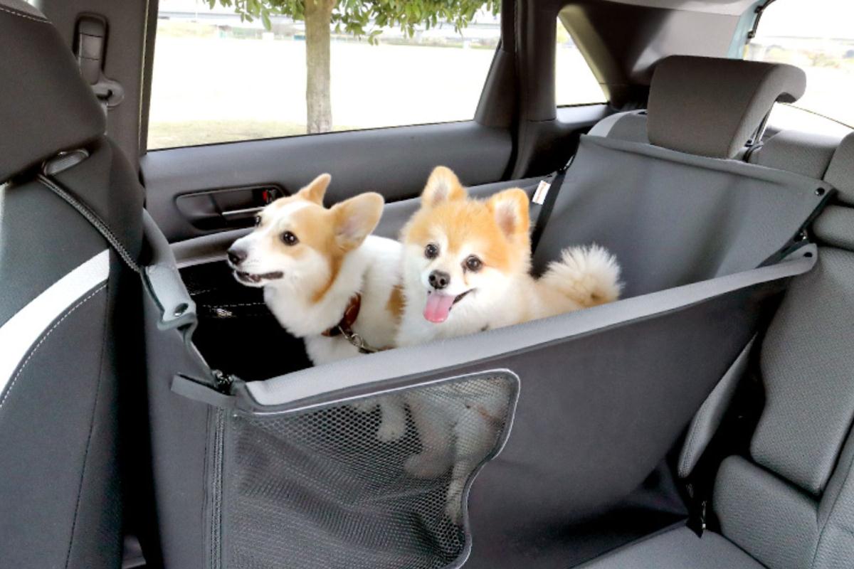 Honda Dog