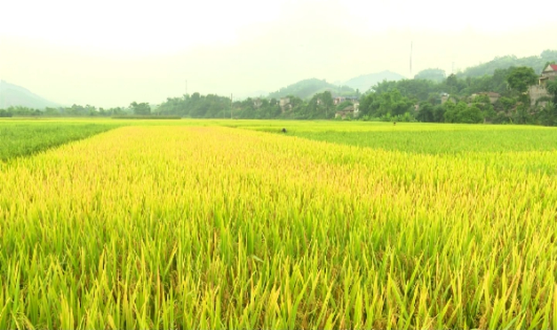 hình ảnh cánh đồng lúa chín vàng ươm