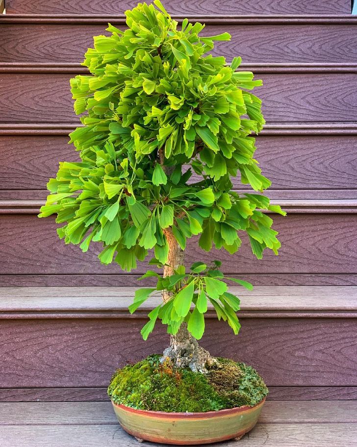 hình ảnh cận cảnh chậu cây Ginkgo biloba