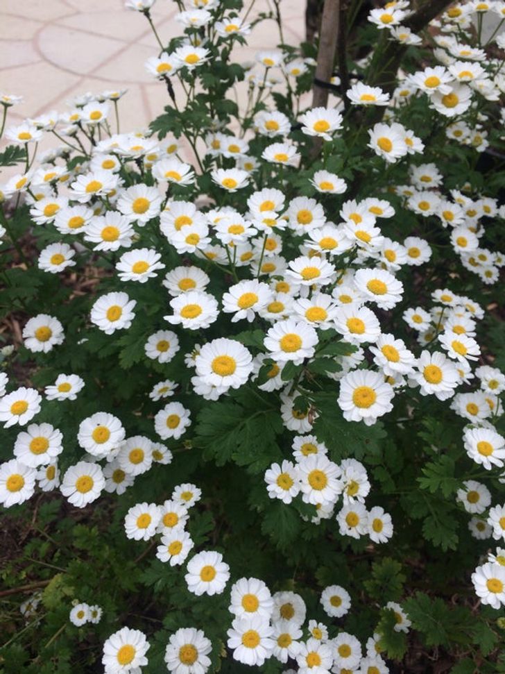 Hoa cúc Feverfew có tác dụng giảm đau, hạ sốt.