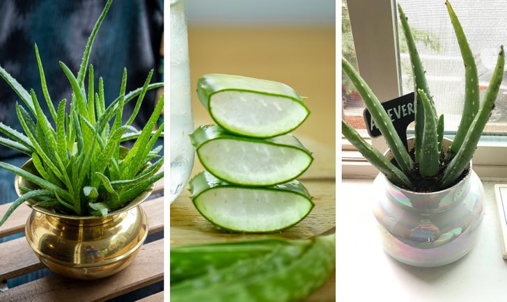 Cây lô hội có tác dụng hữu hiệu trong việc làm đẹp da.