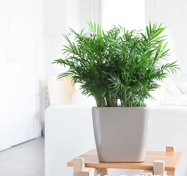 10 loại c&acirc;y h&uacute;t ẩm kh&ocirc;ng kh&iacute; trong nh&agrave;: cau tiểu tr&acirc;m