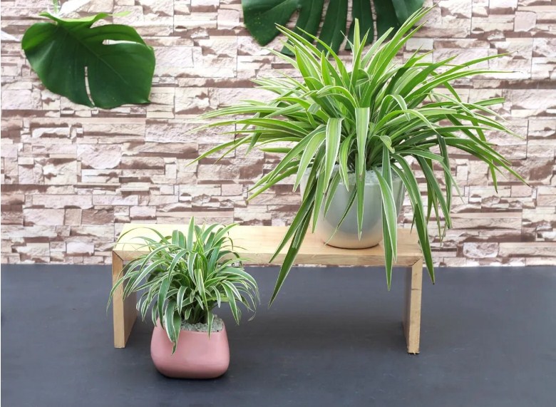10 loại c&acirc;y h&uacute;t ẩm kh&ocirc;ng kh&iacute; trong nh&agrave;: cỏ lan chi