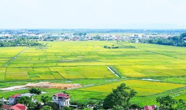 h&igrave;nh ảnh c&aacute;nh đồng l&uacute;a ngả sang m&agrave;u v&agrave;ng ươm, xung quanh l&agrave; l&agrave;ng mạc, th&ocirc;n x&oacute;m.