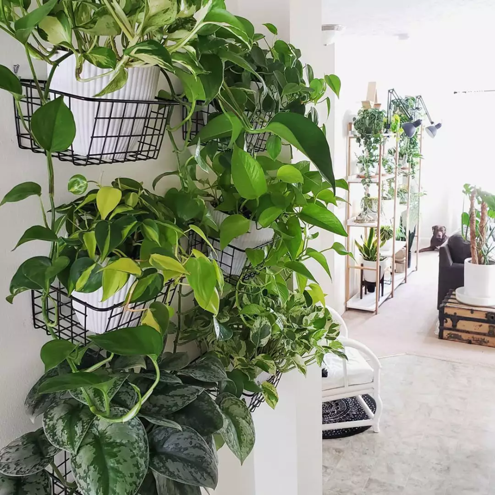 loạt giỏ cây treo tường