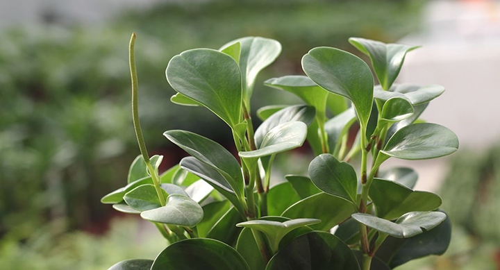 Cây trường sinh thích hợp để làm cảnh trong nhà