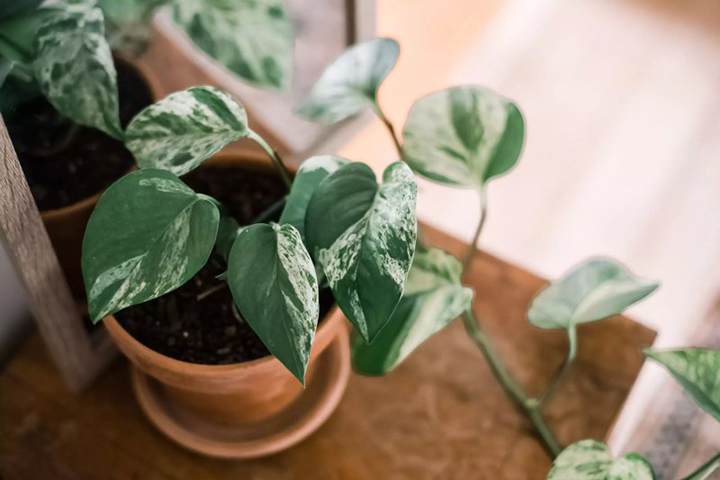 Vạn niên thanh bò hợp với người mệnh Mộc