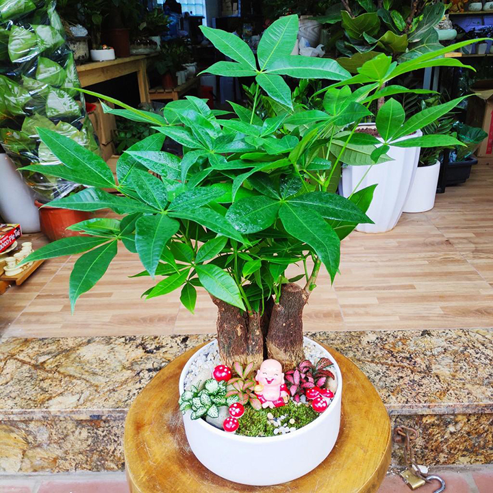 Cây kim ngân được nhiều người lựa chọn khi muốn mua cây cảnh để bàn làm việc