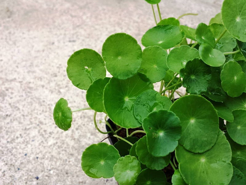 Cỏ đồng tiền hợp người mệnh Hỏa