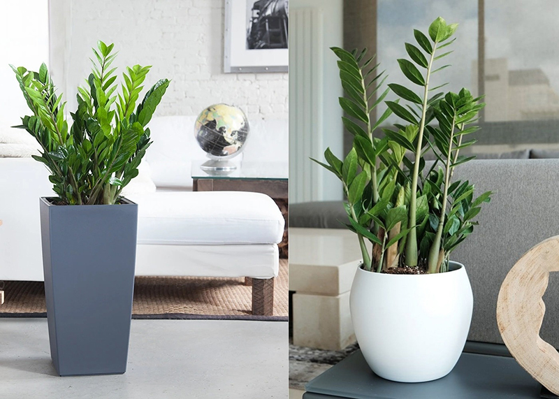 Cây kim tiền có sức sống bền bỉ, rất dễ chăm sóc
