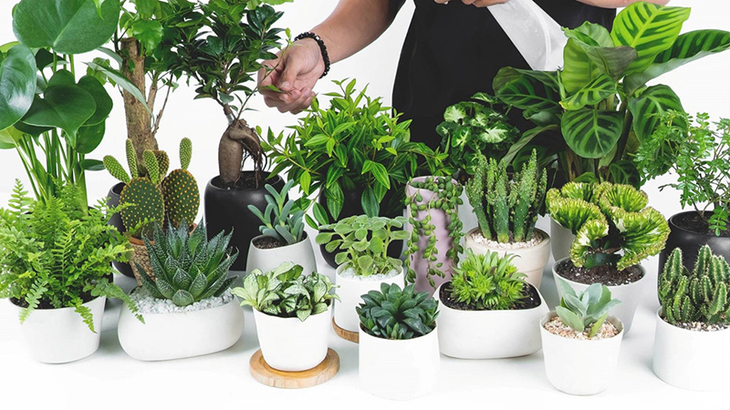 Nên lựa chọn loại cây phù hợp với không gian và vị trí đặt