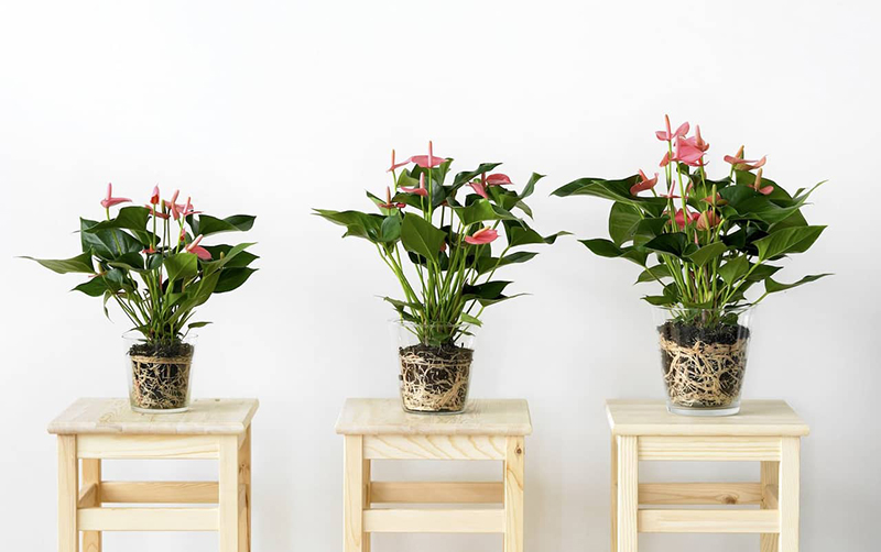 Cây Hồng môn
