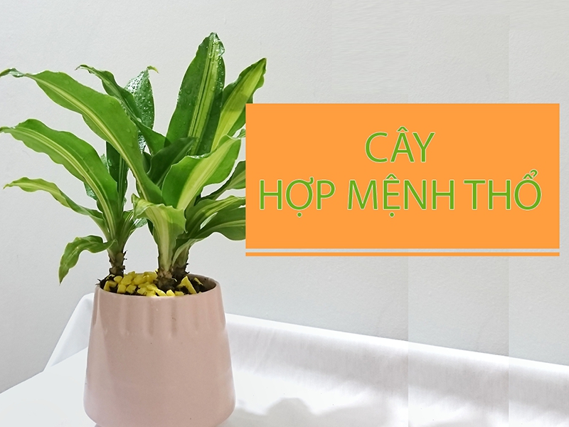 Mệnh Thổ hợp cây gì được nhiều người tìm kiếm 