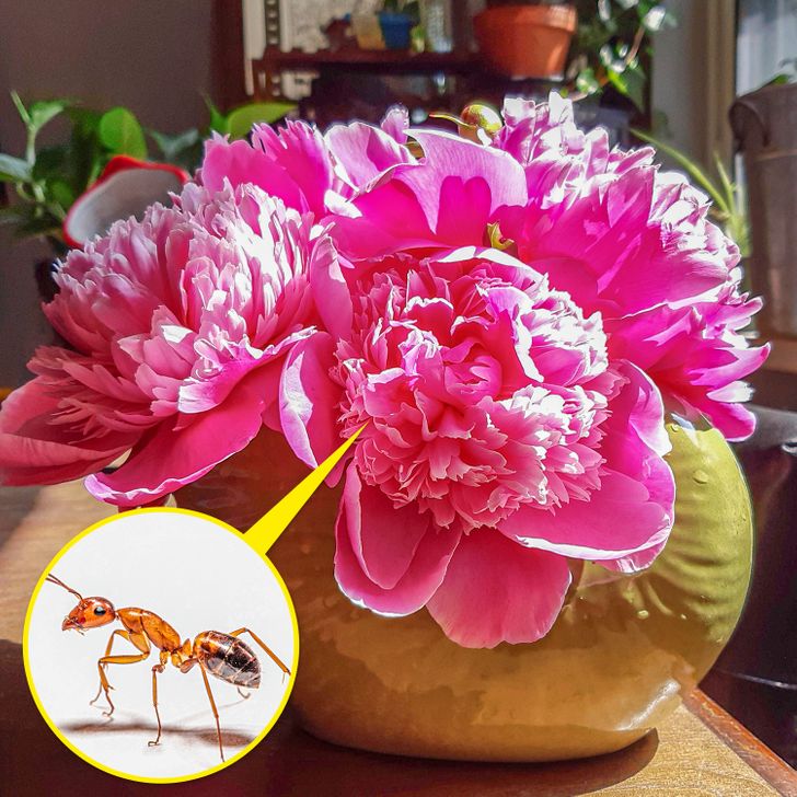 Hoa mẫu đơn có thể thu hút sinh vật gây hại vào nhà bạn.