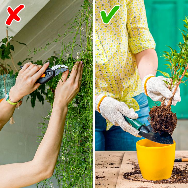 Dương xỉ măng tây có thể gây hại với cả vật nuôi và con người.