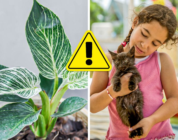 Cây hồng hạc (philodendron) có thể gây ngộ độc cho con người và vật nuôi.