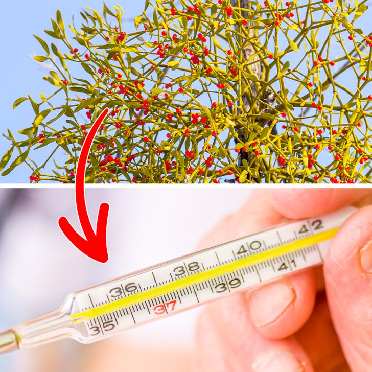 Cây tầm gửi có thể gây ngộ độc cho người và động vật.