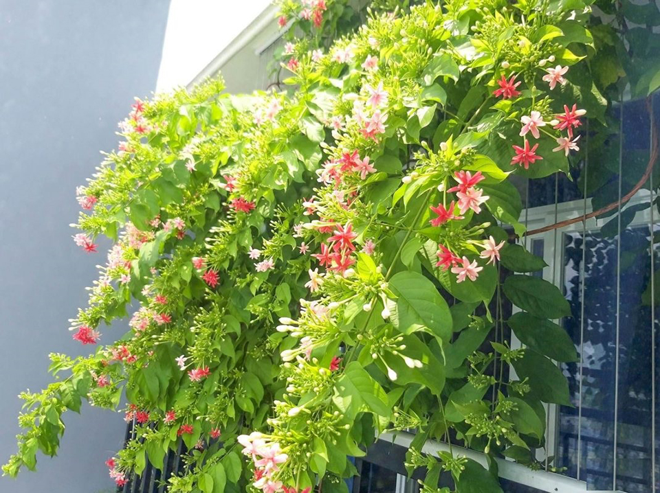 Mùi hương tỏa ra từ cây hoa giun rất dễ chịu