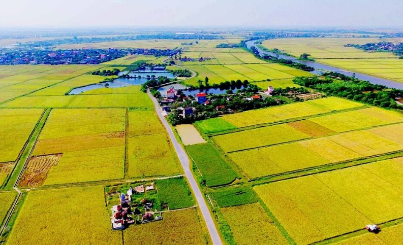hình ảnh cánh đồng lúa nhìn từ trên cao minh họa cho việc chuyển đổi quyền sử dụng đất nông nghiệp