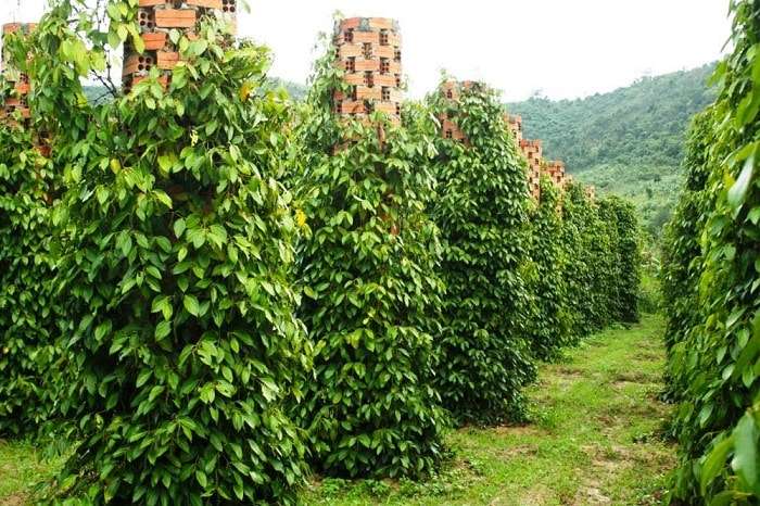 vườn hồ tiêu phú quốc