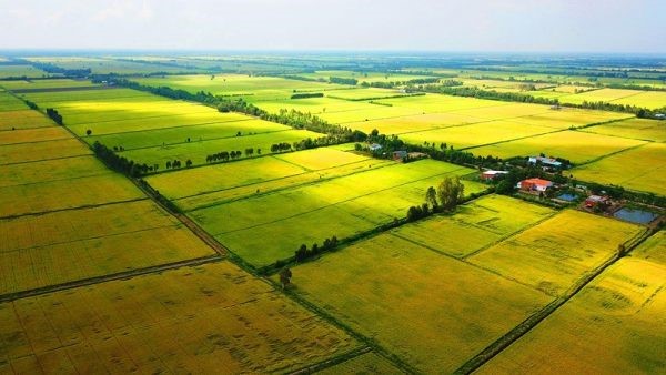 hình ảnh cánh đồng lúa bắt đầu chín vàng ươm minh họa cho đất BHK