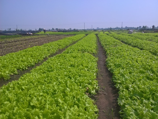 hình ảnh các luống rau xanh tốt minh họa cho đất trồng cây hàng năm