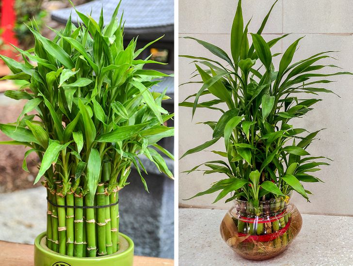 C&acirc;y ph&aacute;t lộc