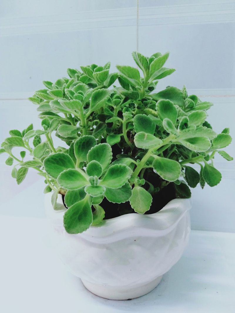 Nhất Mạt hương c&oacute; m&ugrave;i thơm nhẹ